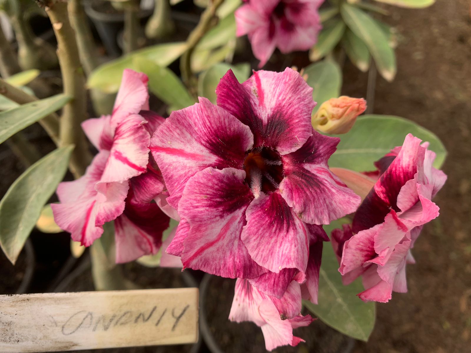 01 Rosa do Deserto Enxertada CANAN-14 – Adenium Obesum Flor Rara Planta Ornamental