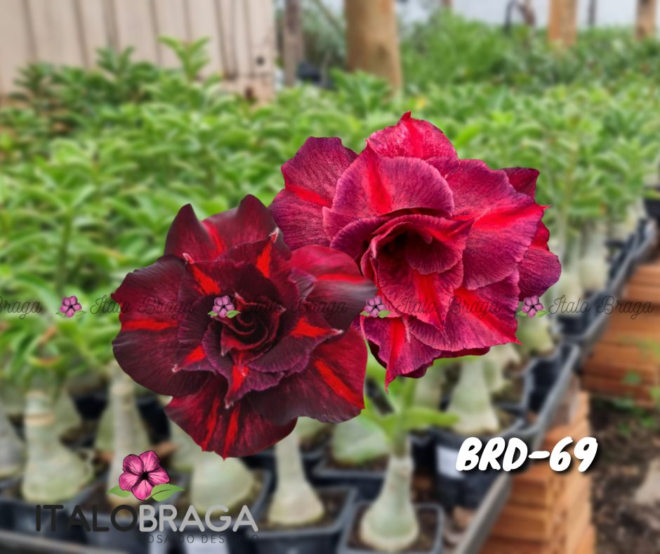 01 Rosa do Deserto Enxertada BRD-69 – Adenium Obesum Flor Rara Planta Ornamental - Imagem 3