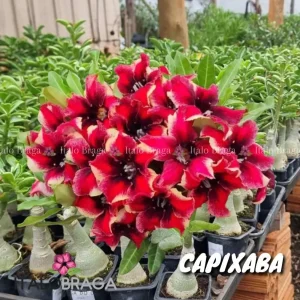 01 Rosa do Deserto Enxertada CAPIXABA – Adenium Obesum Flor Rara Planta Ornamental