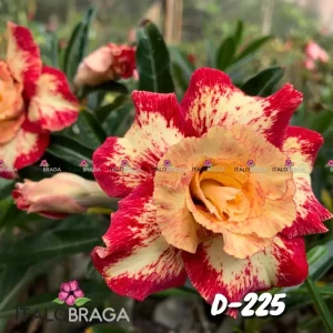 01 Rosa do Deserto Enxertada D-225 – Adenium Obesum Flor Rara Planta Ornamental
