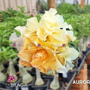 01 Rosa do Deserto Enxertada AURORA – Adenium Obesum Flor Rara Planta Ornamental