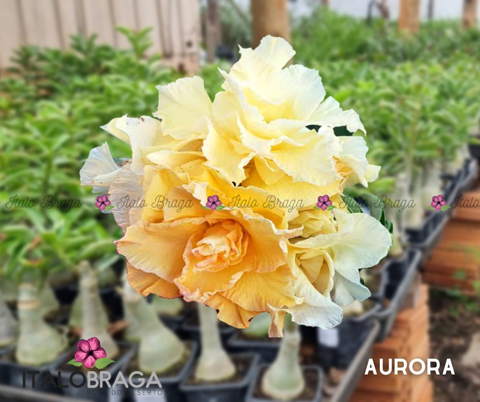 01 Rosa do Deserto Enxertada AURORA – Adenium Obesum Flor Rara Planta Ornamental