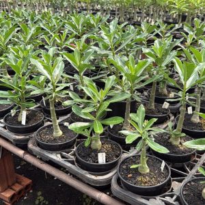 01 Rosa do Deserto Enxertada CHIBI MARUKO L-29 – Adenium Obesum Flor Rara Planta Ornamental