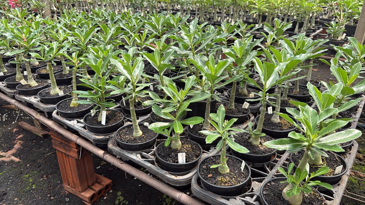 01 Rosa do Deserto Enxertada CHIBI MARUKO L-29 – Adenium Obesum Flor Rara Planta Ornamental