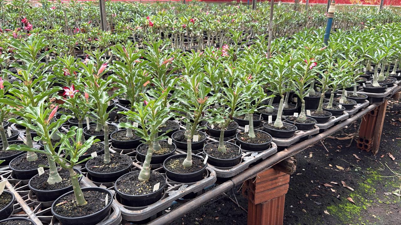 01 Rosa do Deserto Enxertada CANAN-01 – Adenium Obesum Flor Rara Planta Ornamental - Imagem 4