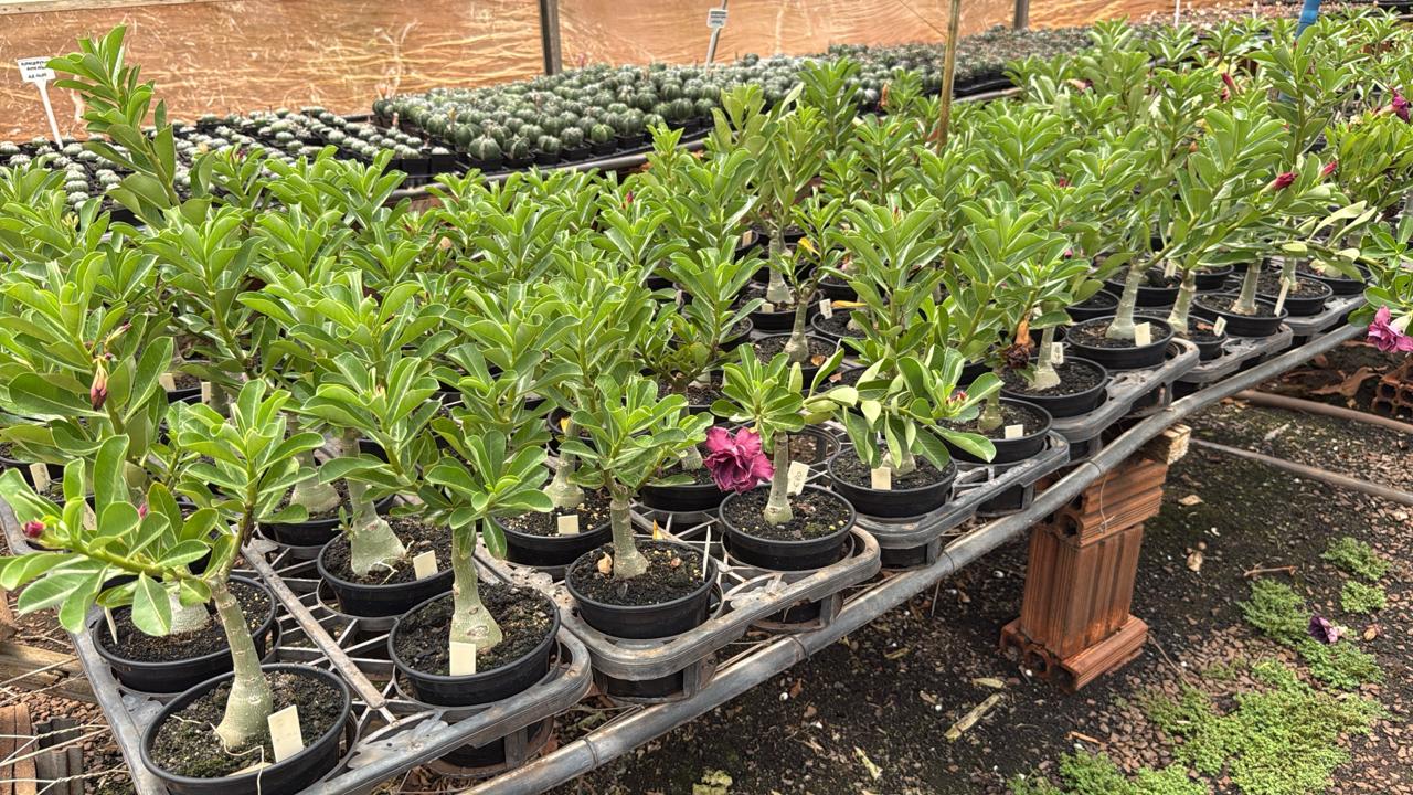 01 Rosa do Deserto Enxertada Cleopatra – Adenium Obesum Flor Rara Planta Ornamental