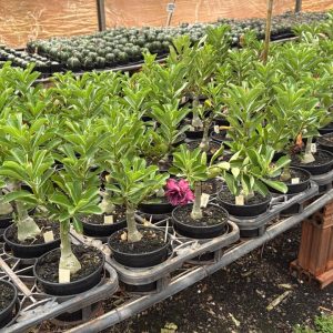 01 Rosa do Deserto Enxertada ETERNAL SUMMER – Adenium Obesum Flor Rara Planta Ornamental