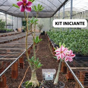 KIT INICIANTE 01 ENXERTO VS15 + 01 SORTIDA VS15