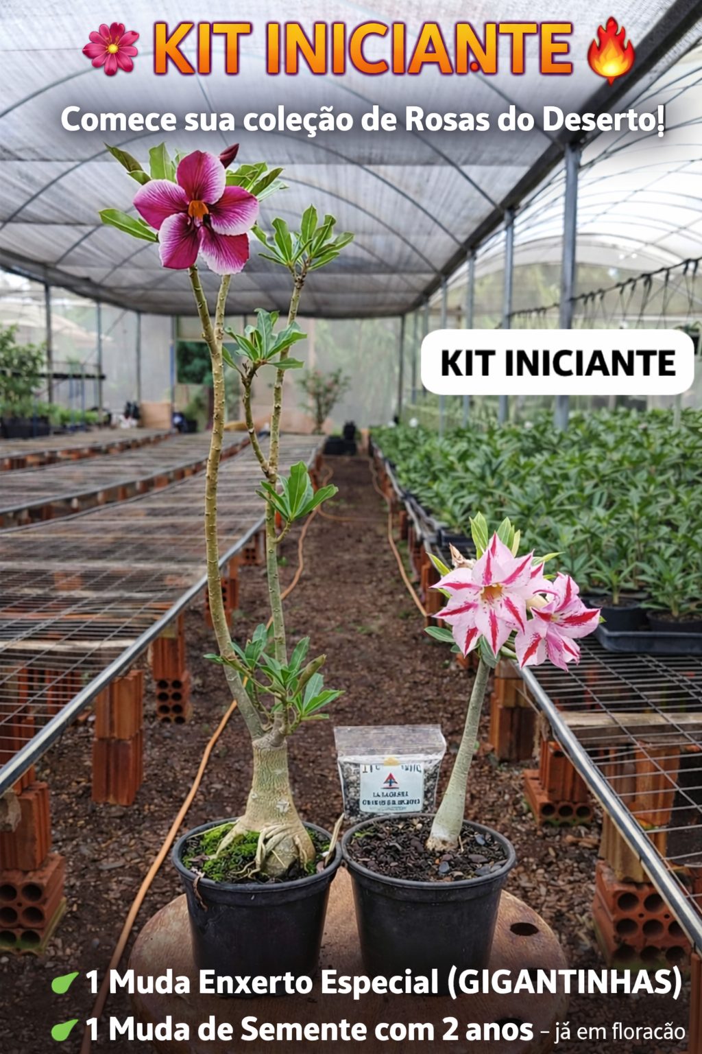 KIT INICIANTE 01 ENXERTO VS15 + 01 SORTIDA VS15