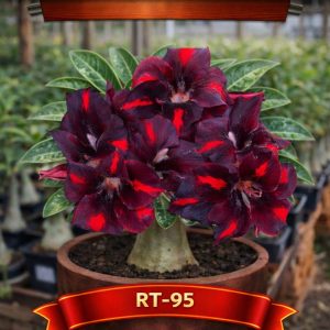 01 Rosa do Deserto Enxertada Especial RT-95 Singela