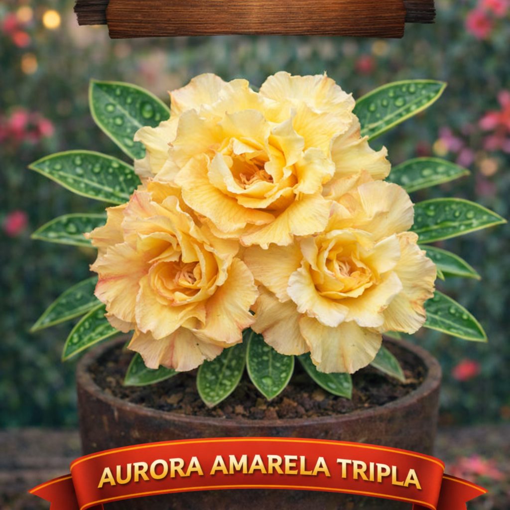 01 Rosa do Deserto Enxertada AURORA – Adenium Obesum Flor Rara Planta Ornamental - Imagem 3