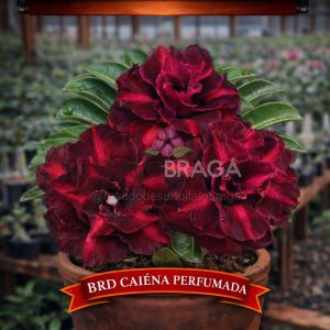 01 Rosa do Deserto Enxertada CAIENA PERFUMADA – Adenium Obesum Flor Rara Planta Ornamental