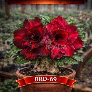 01 Rosa do Deserto Enxertada BRD-69 – Adenium Obesum Flor Rara Planta Ornamental