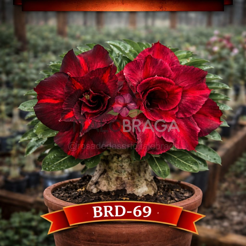 01 Rosa do Deserto Enxertada BRD-69 – Adenium Obesum Flor Rara Planta Ornamental