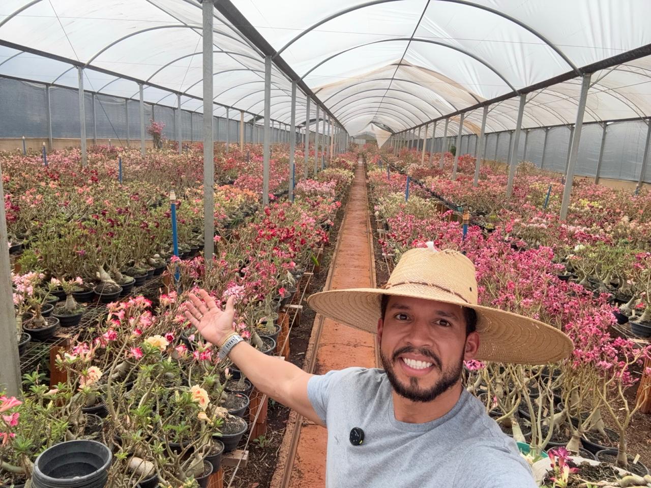 01 Rosa do Deserto Enxertada BRD-69 – Adenium Obesum Flor Rara Planta Ornamental - Imagem 5