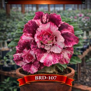 01 Rosa do Deserto Enxertada BRD-107 – Adenium Obesum Flor Rara Planta Ornamental