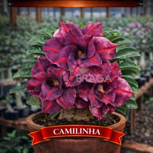 01 Rosa do Deserto Enxertada CAMILINHA – Adenium Obesum Flor Rara Planta Ornamental