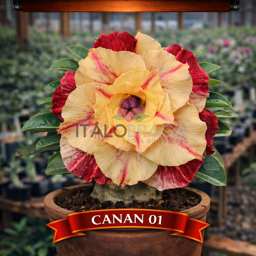 01 Rosa do Deserto Enxertada CANAN-01 – Adenium Obesum Flor Rara Planta Ornamental