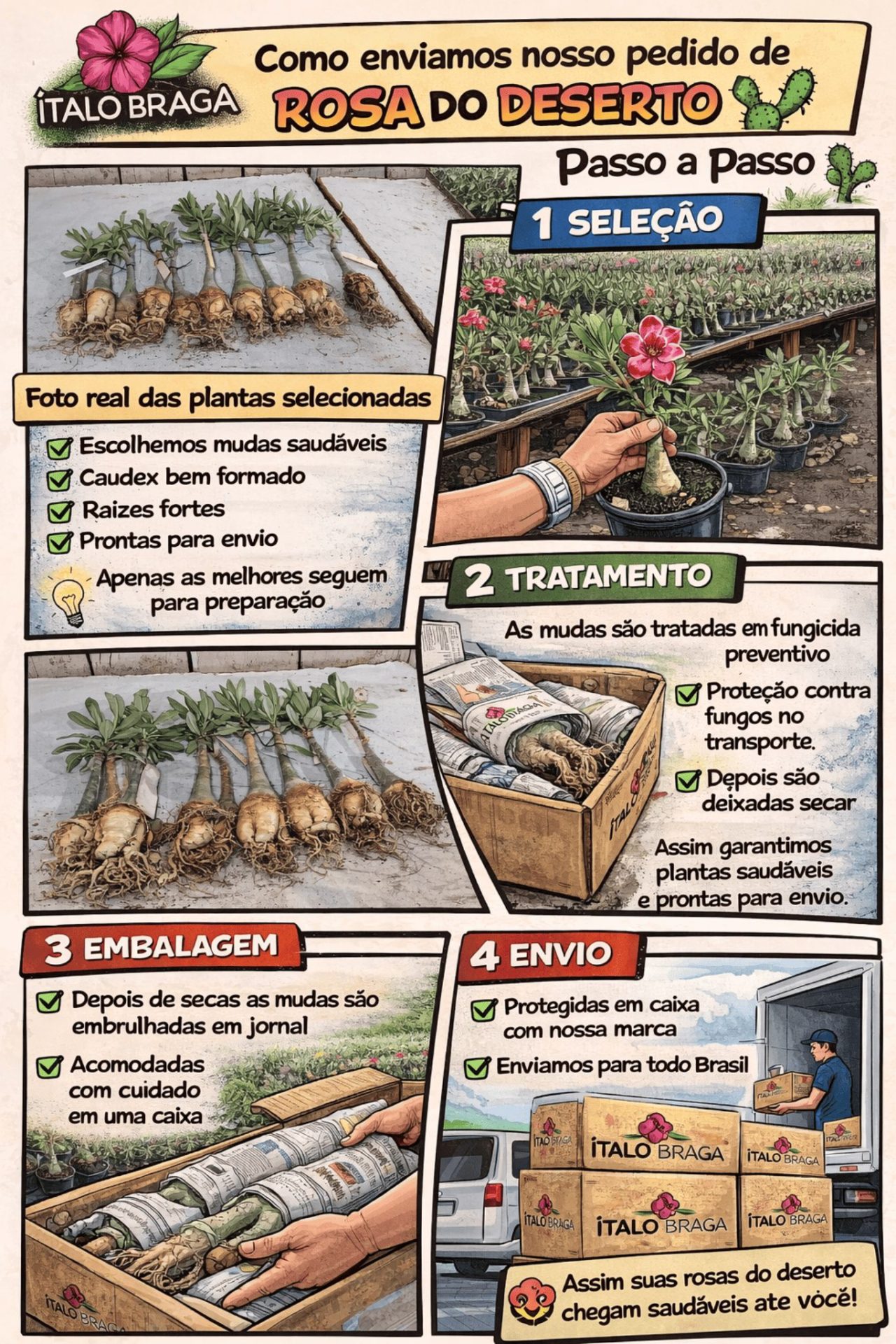 01 Rosa do Deserto Enxertada CANAN-01 – Adenium Obesum Flor Rara Planta Ornamental - Imagem 2