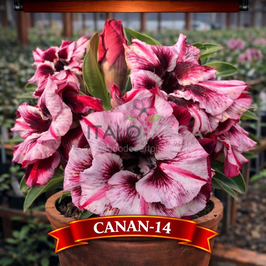01 Rosa do Deserto Enxertada CANAN-14 – Adenium Obesum Flor Rara Planta Ornamental - Imagem 5