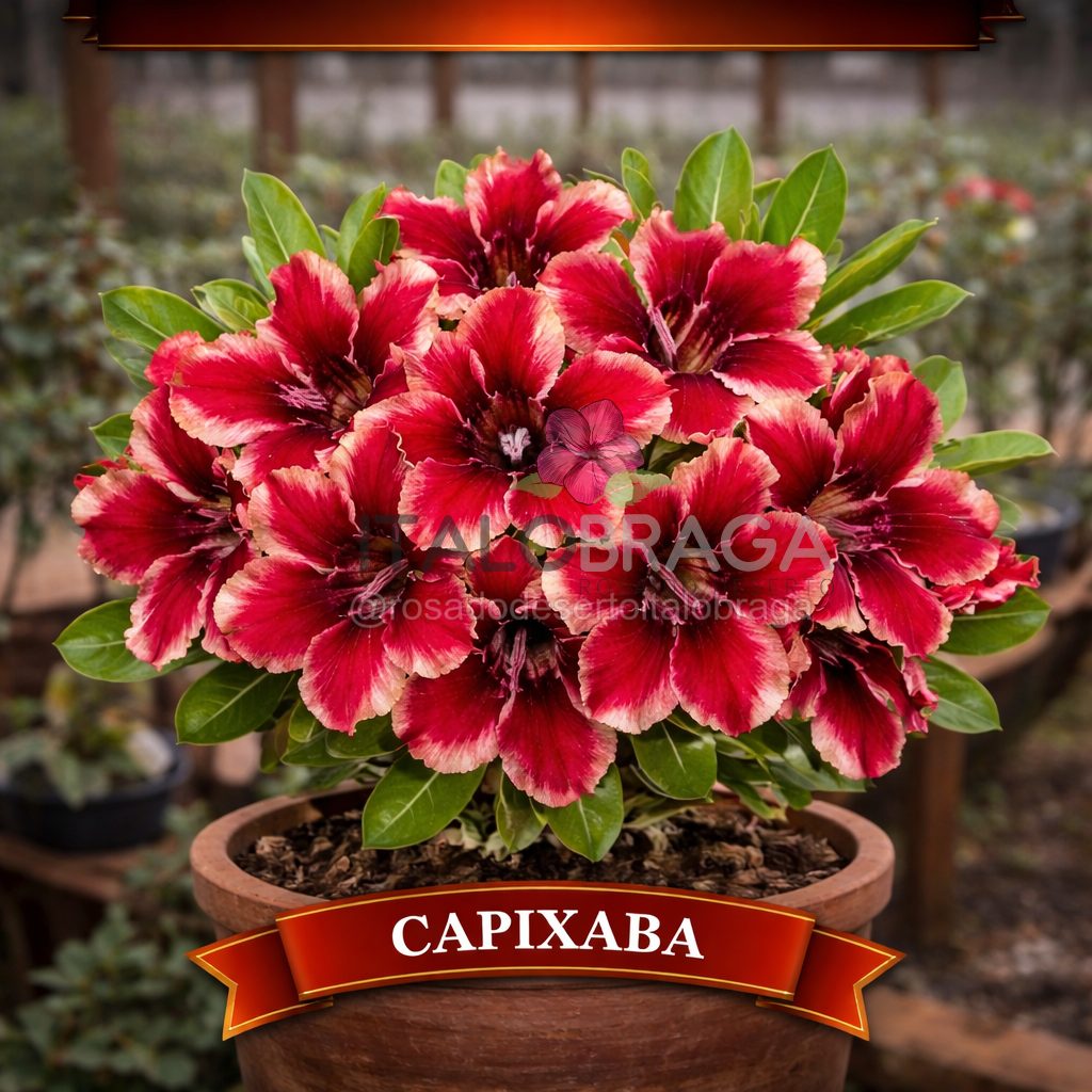 01 Rosa do Deserto Enxertada CAPIXABA – Adenium Obesum Flor Rara Planta Ornamental - Imagem 5