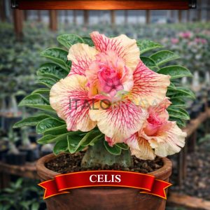 01 Rosa do Deserto Enxertada CELIS RC-508 – Adenium Obesum Flor Rara Planta Ornamental