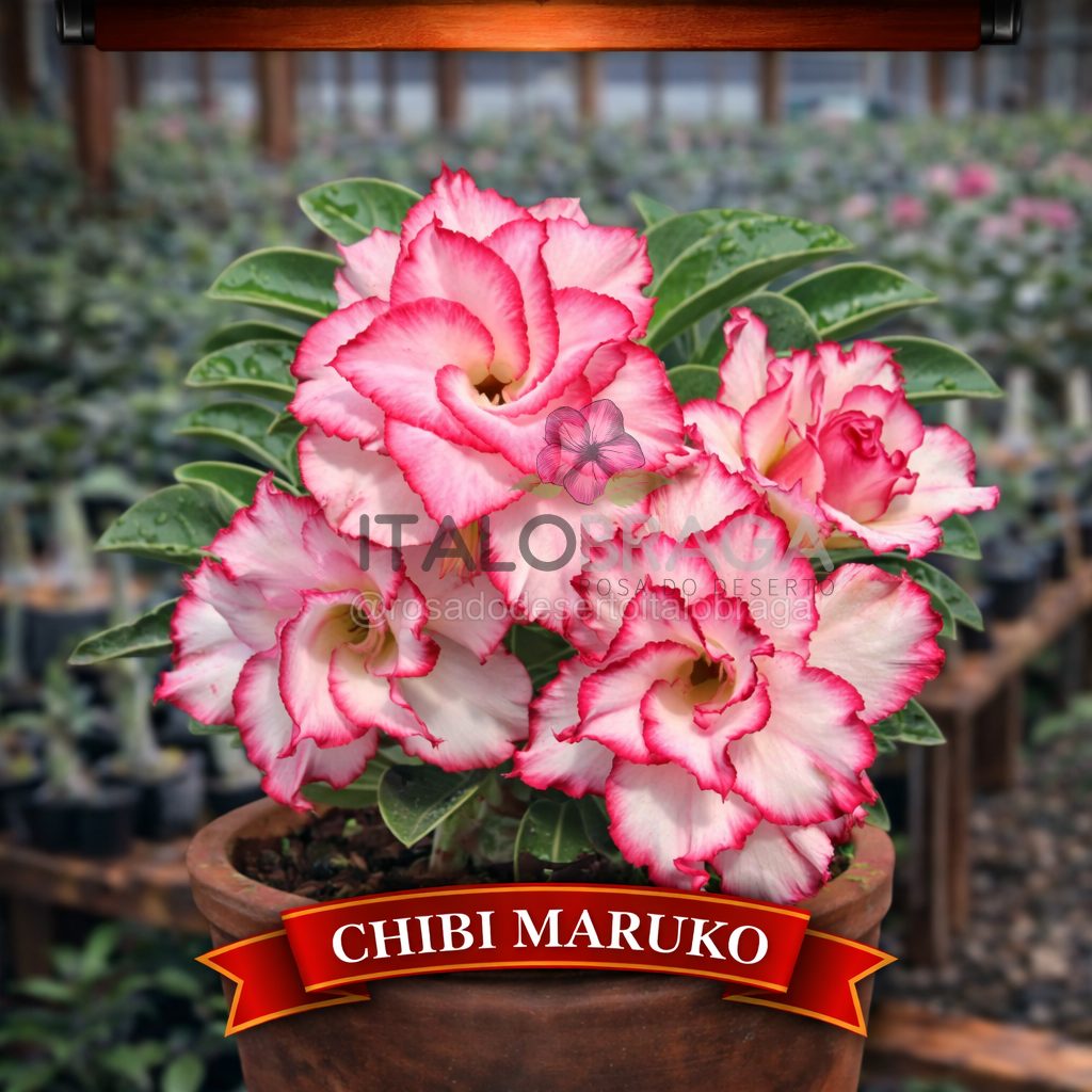 01 Rosa do Deserto Enxertada CHIBI MARUKO L-29 – Adenium Obesum Flor Rara Planta Ornamental - Imagem 4