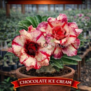 01 Rosa do Deserto Enxertada CHOCOLATE ICE CREAM RC-192 – Flor Rara Planta Ornamental