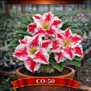 01 Rosa Do Deserto Enxerto Branca Mesclada CO-50