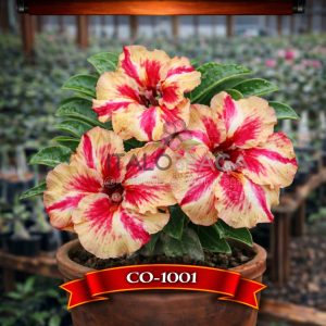 01 Rosa do Deserto Enxertada CO-1001 – Adenium Obesum Flor Rara Planta Ornamental