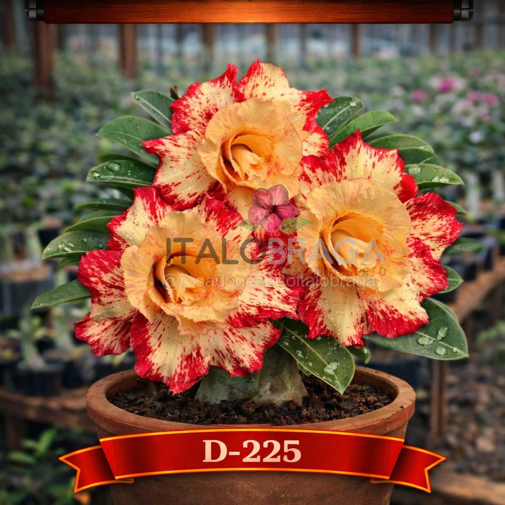 01 Rosa do Deserto Enxertada D-225 – Adenium Obesum Flor Rara Planta Ornamental - Imagem 5