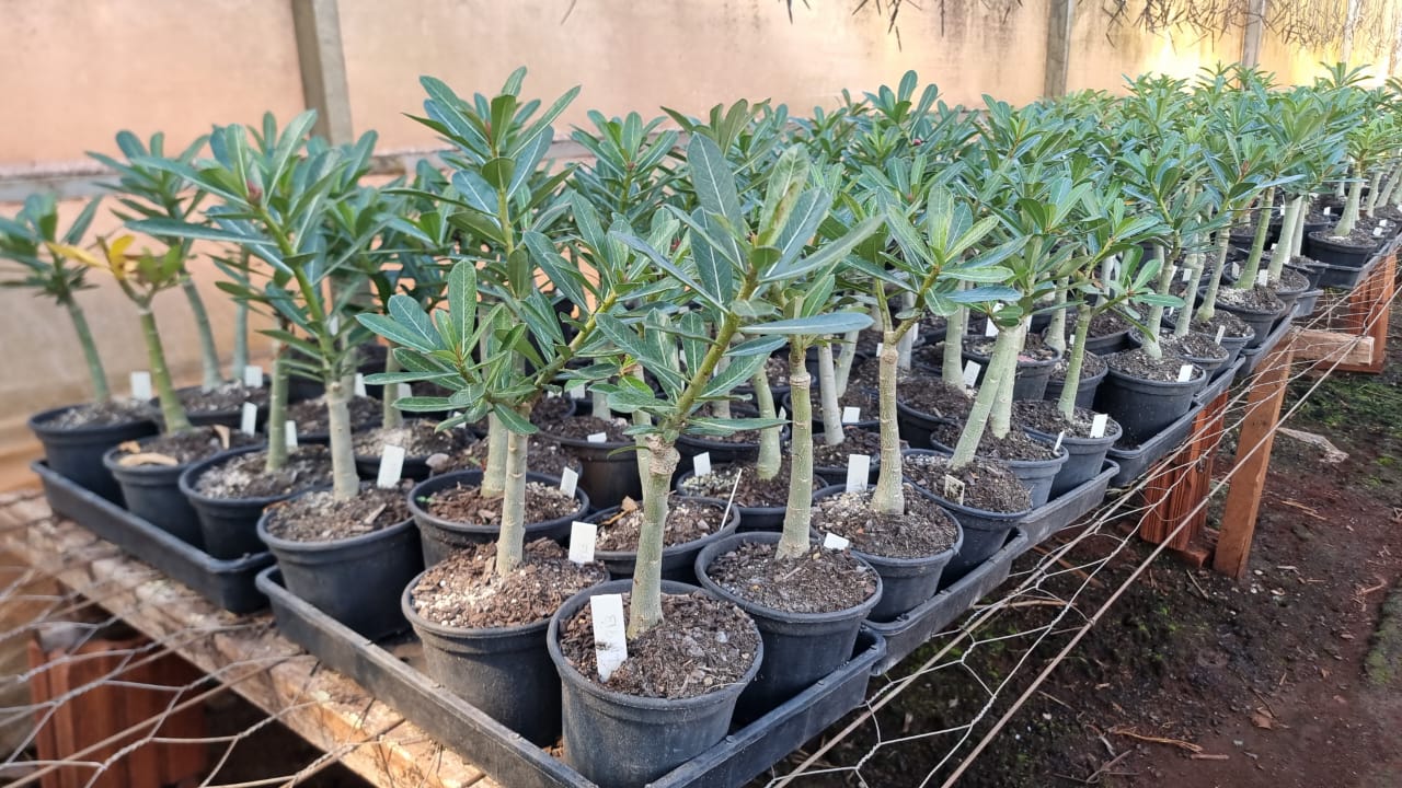 01 Rosa do Deserto Enxertada DANDARA – Adenium Obesum Flor Rara Planta Ornamental - Imagem 4