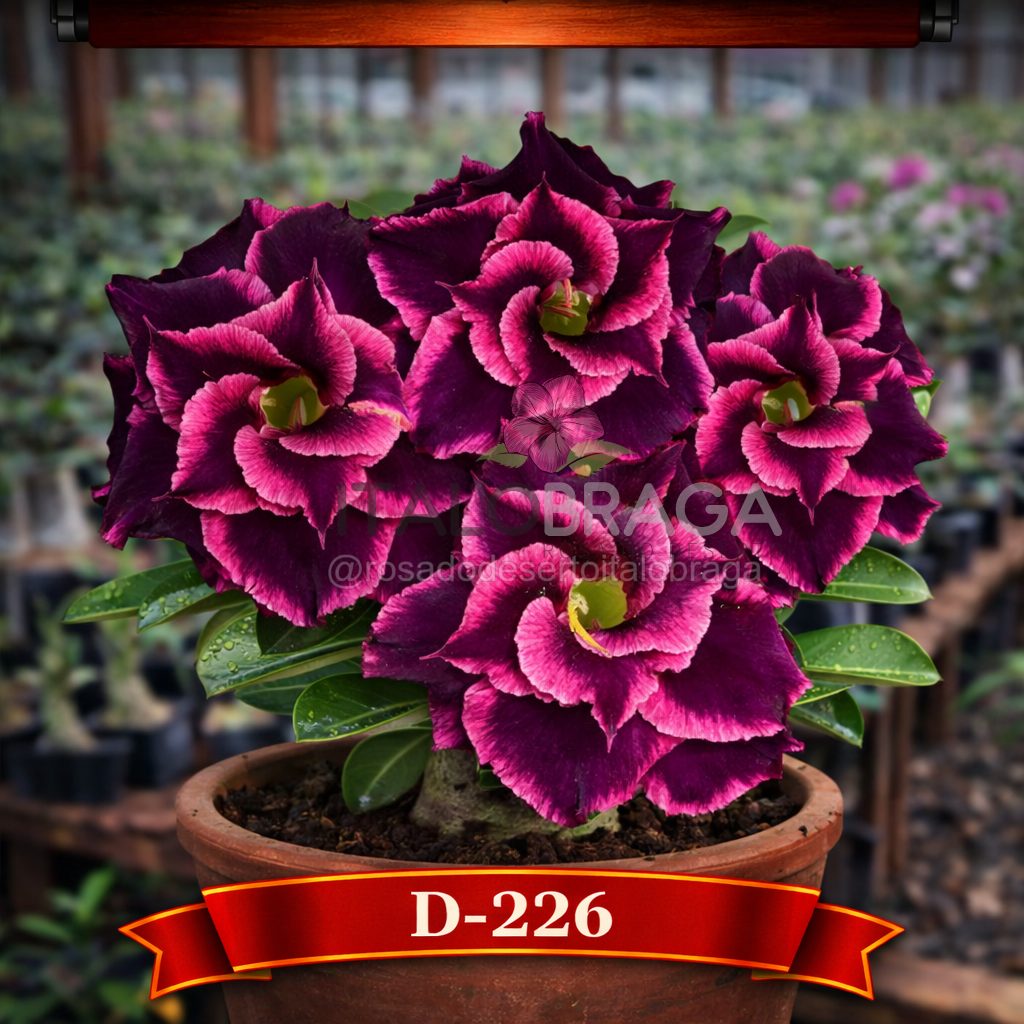 01 Rosa do Deserto Enxertada D-226 – Adenium Obesum Flor Rara Planta Ornamental - Imagem 5