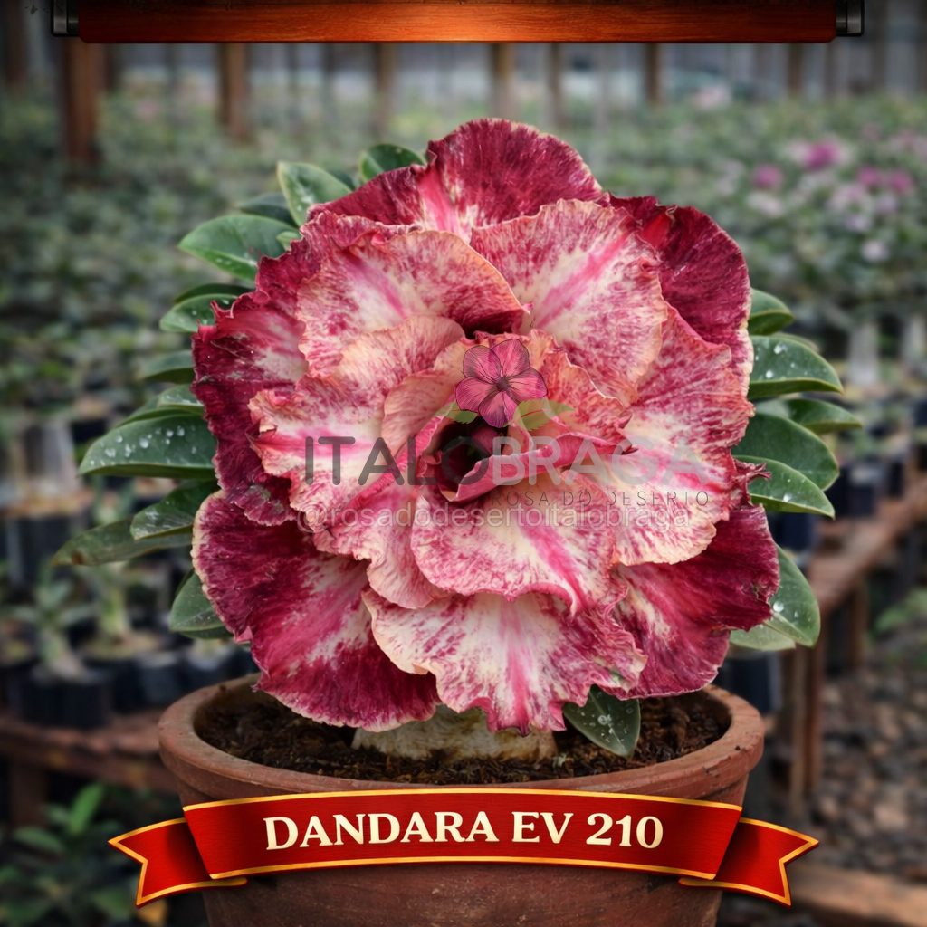 01 Rosa do Deserto Enxertada DANDARA – Adenium Obesum Flor Rara Planta Ornamental