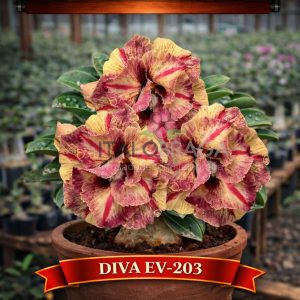 01 Rosa do Deserto Enxertada DIVA EV-203 – Adenium Obesum Flor Rara Planta Ornamental